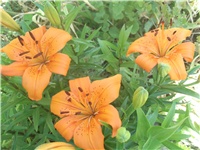 2a682c31-Picture 002.jpg